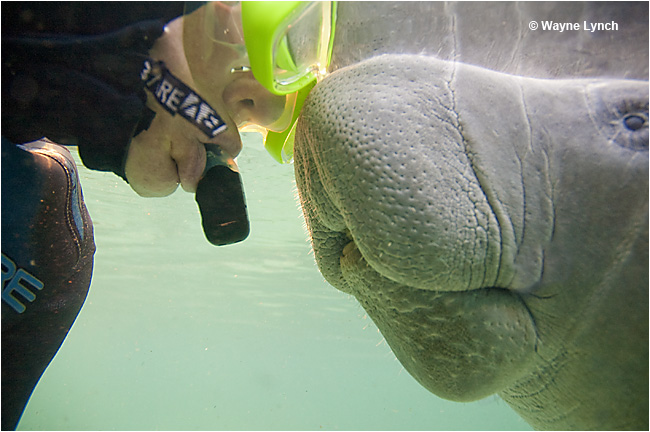 Manatee Whisperer Dr. Wayne Lynch and Manatee touch noses by Wayne Lynch ©